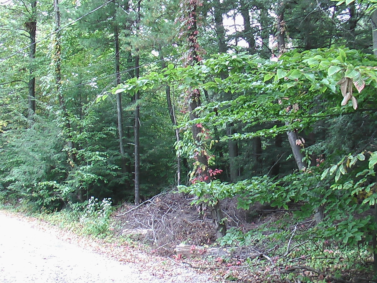 Image: Standing on Ewan Court and looking northwest, there is a forest growing on the land.