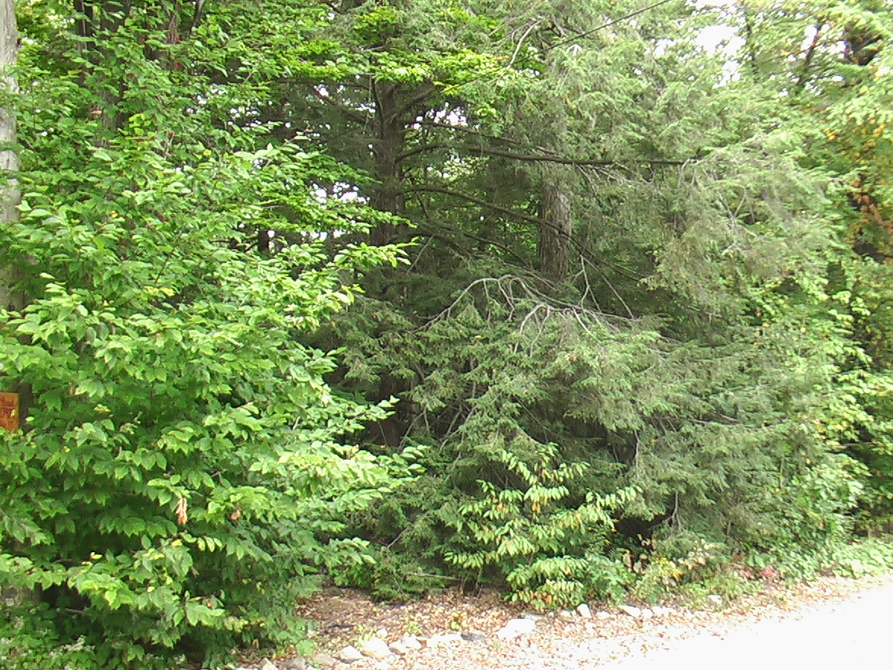 Image: Standing on Ewan Court and looking northeast, there is more forest that continues throughout the land.