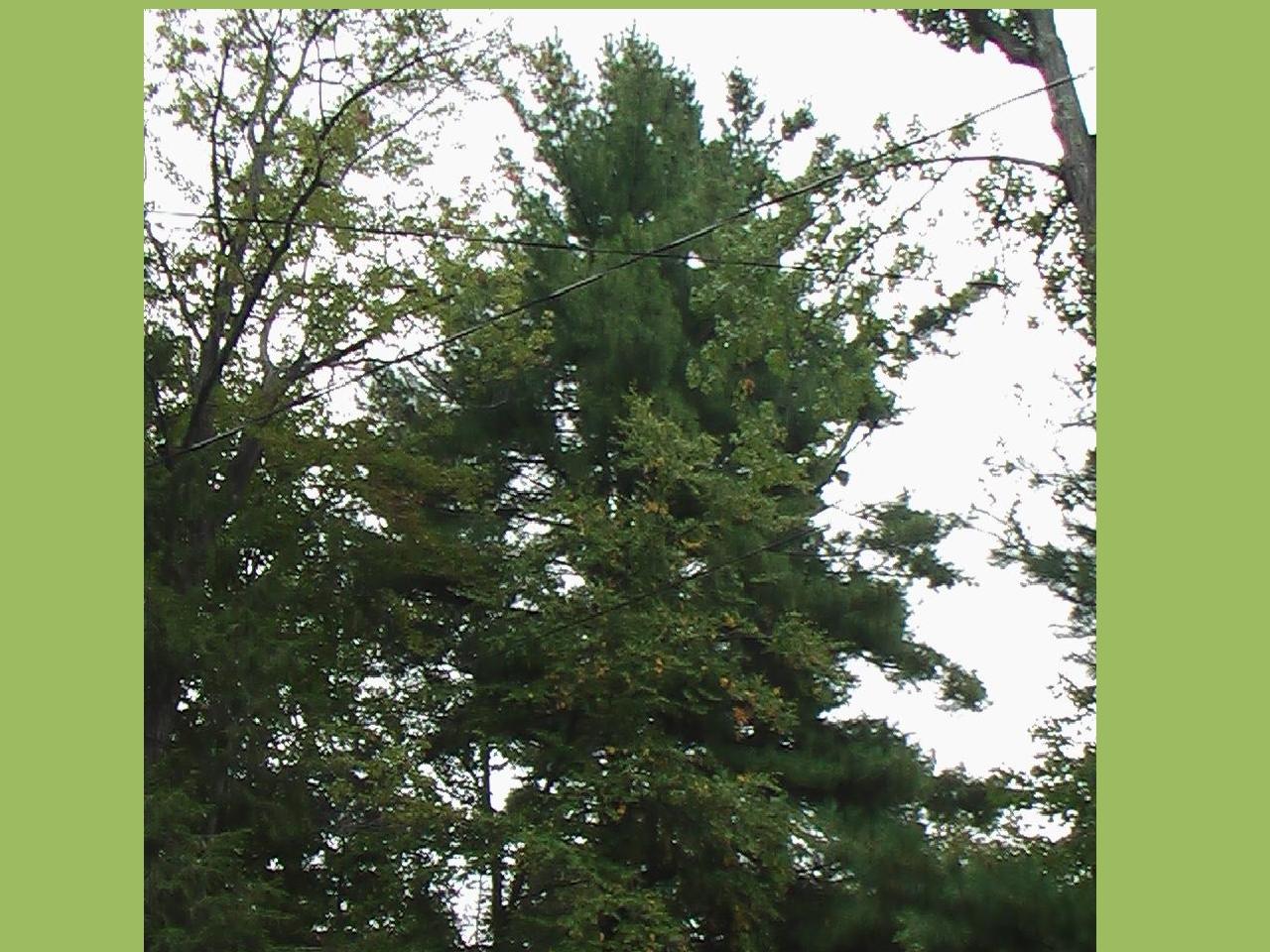 Image: Interior of tall evergreen trees.