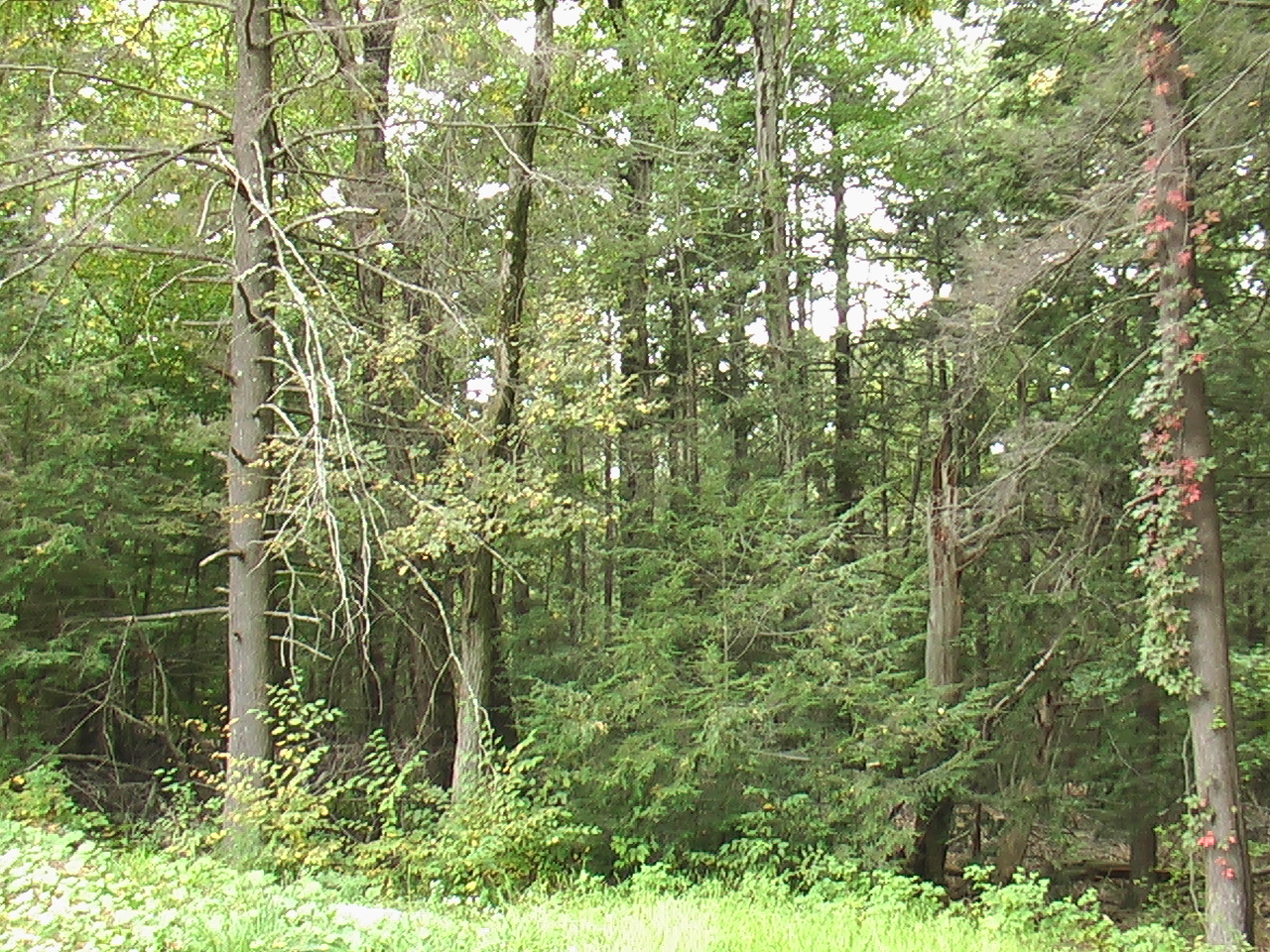 Image: Standing on the southwest corner, there are deciduous trees, more evergreens and the topography begins to gently slope northwest.