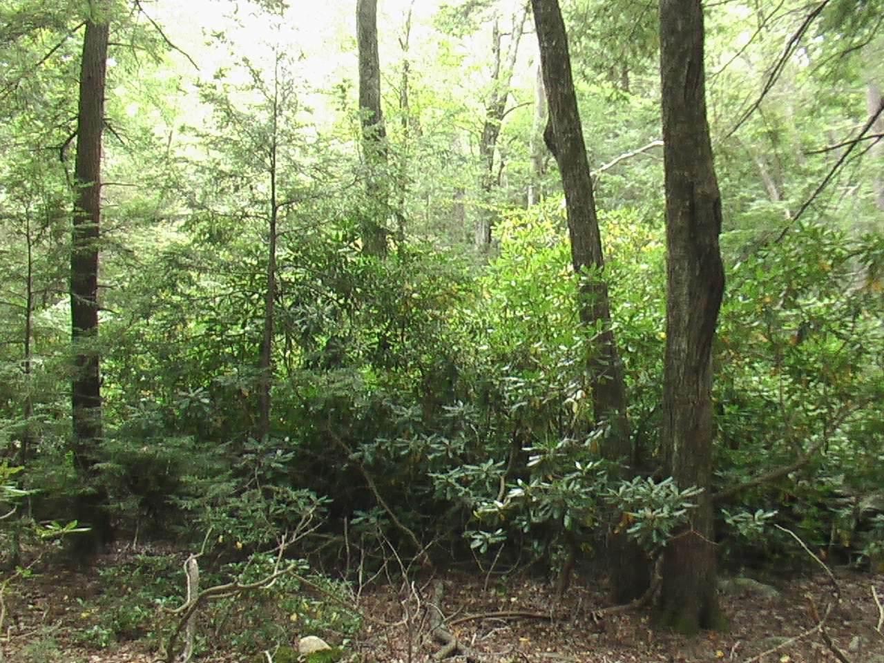 Image: As you walk along the west border, there is more of a deciduous forest of unimproved land and large rhododendrons.