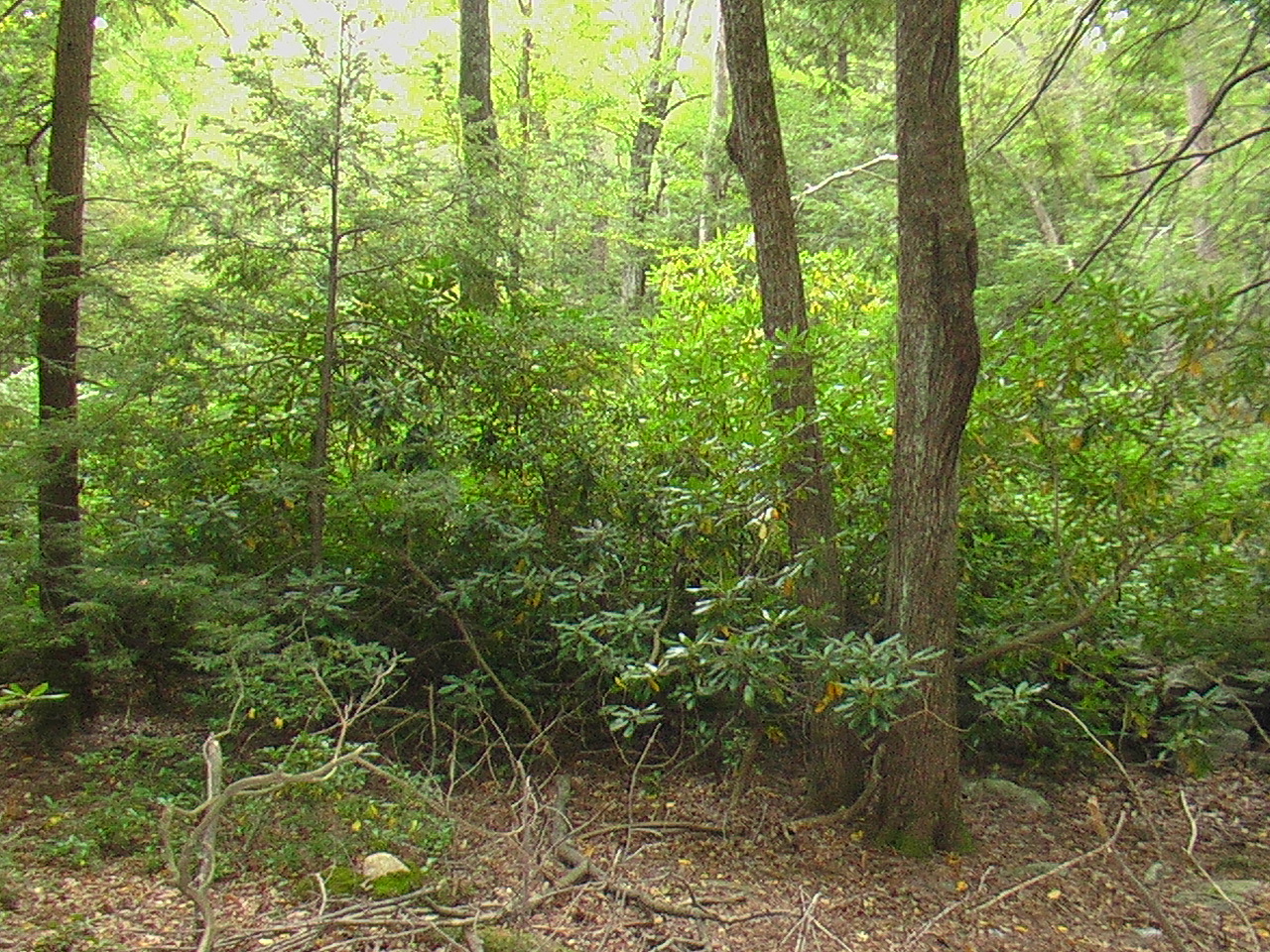 Image: As you continue walking north along the west border, there is more deciduous forest of unimproved land and rhododendrons.