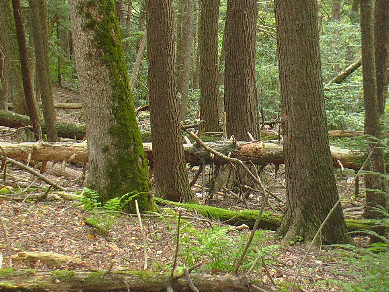 Image: Walking northwest, there is moss growing on a large tree, fallen trees and ferns.