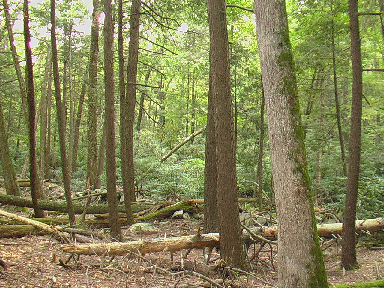 Image: Interior space, there are fallen trees and wider view of the rhododendrons.