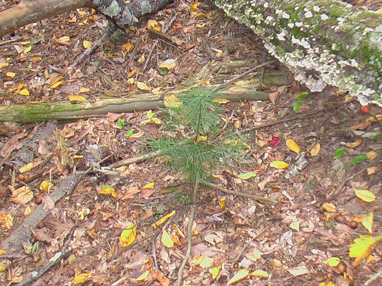 Image: Evergreen sapling.