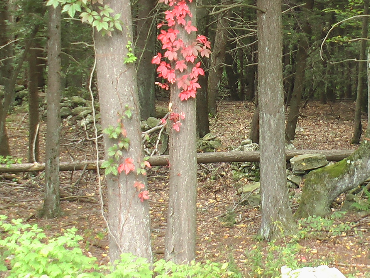 Image: Standing on northeast corner, there are trees, a fallen tree and dry stacked walls.