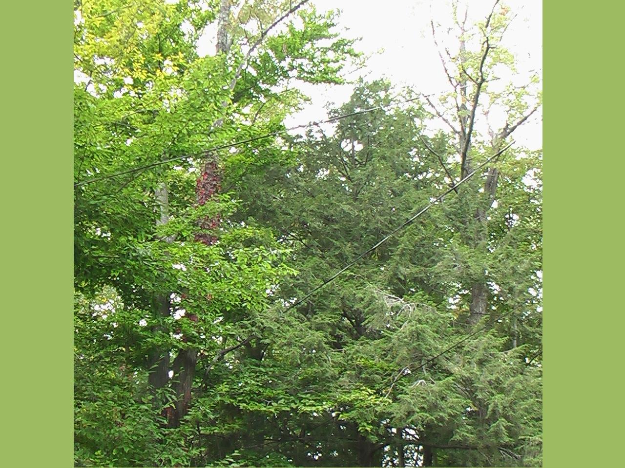 Image: Tall deciduous and evergreen trees.